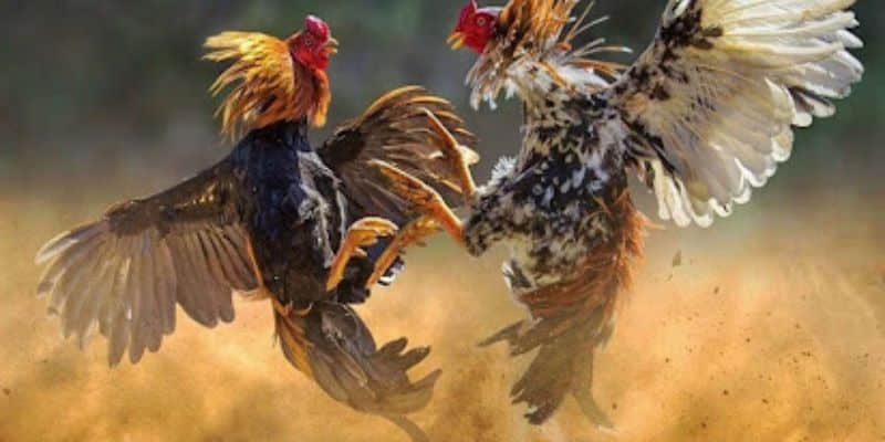Hướng dẫn đặt cược da ga Thomo