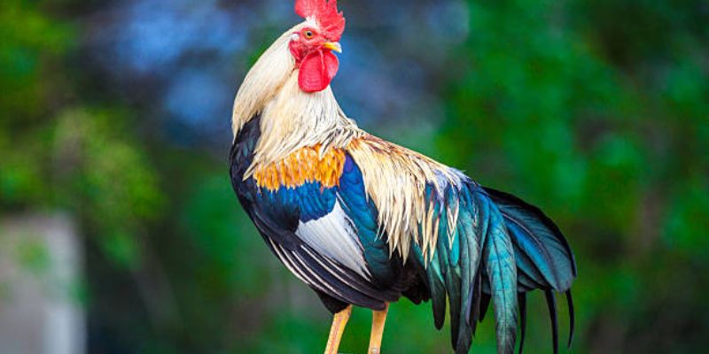 Mẹo đánh rồng hổ - Hướng dẫn từ A đến Z để thành công 8 Khám phá bí quyết: Cách xem ngày đá gà tốt nhất để thắng lợi